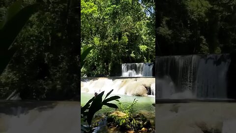 Y.S Falls St.Elizebath #River #falls #jamaica #shorts #shortfeed #fypシ゚viral #shortsvideo