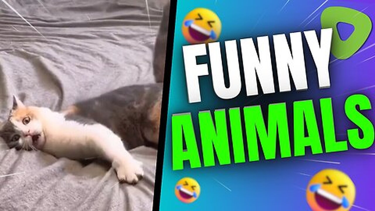 Dogs pets funny comedy video kids entertainment video