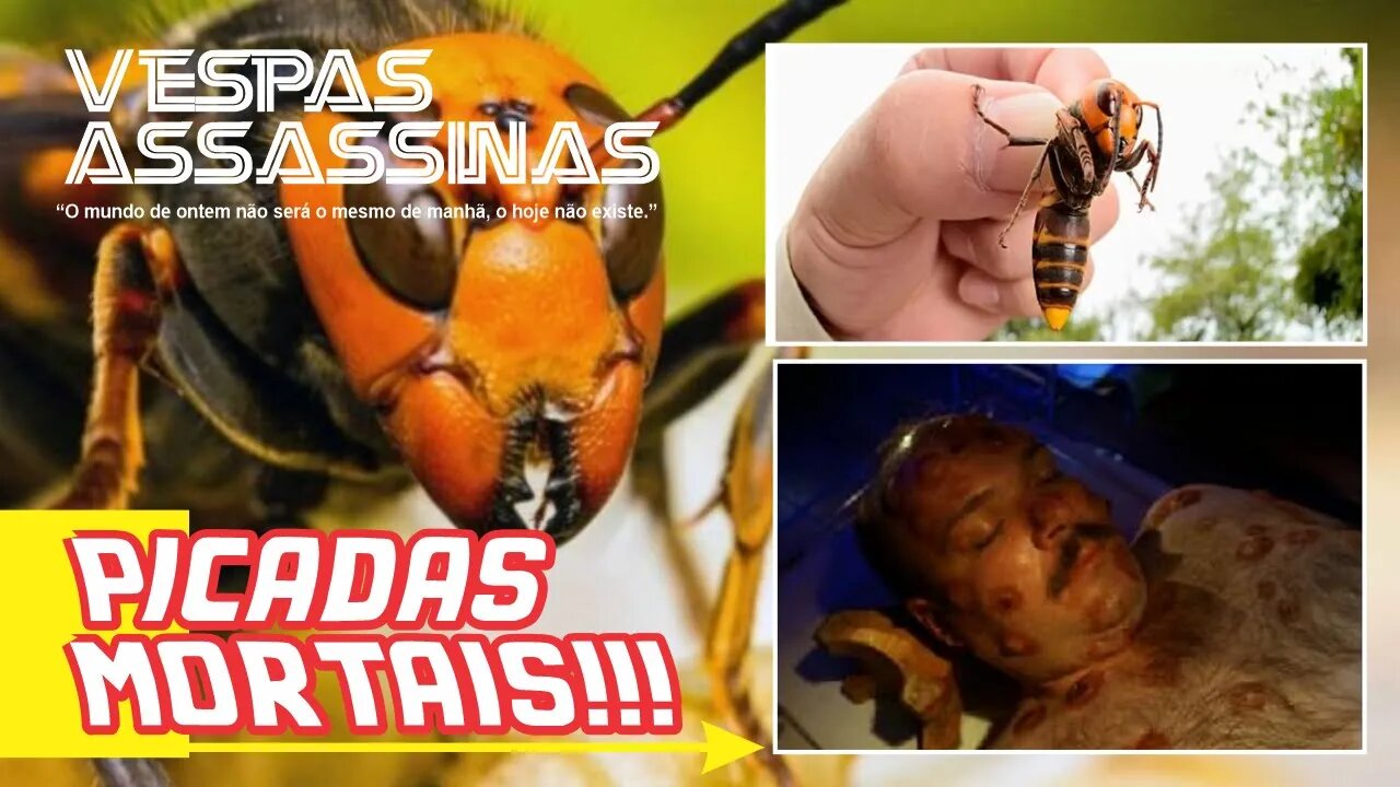 VESPAS ASSASSINAS