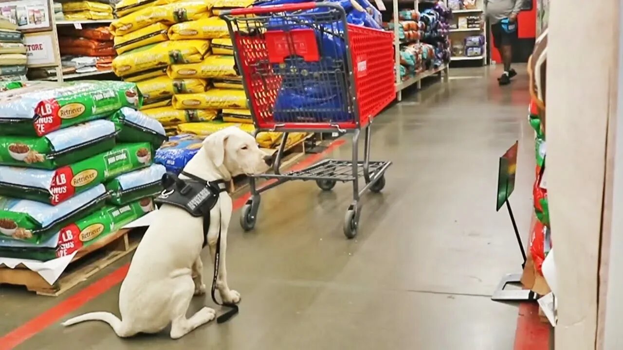 Darla the Dogo Argentino Training Towards the AKC's Community Canine Title at 19 Weeks [GUWD#10]