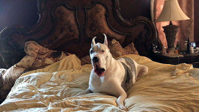 Funny Squeaky Great Dane Disagrees About Getting Out of Bed