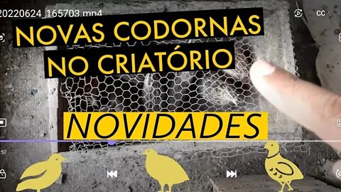 COLOQUEI MAIS CODORNAS NA GAIOLA / QUANTIDADE DE ESTERCO / VIVER DE CODORNA