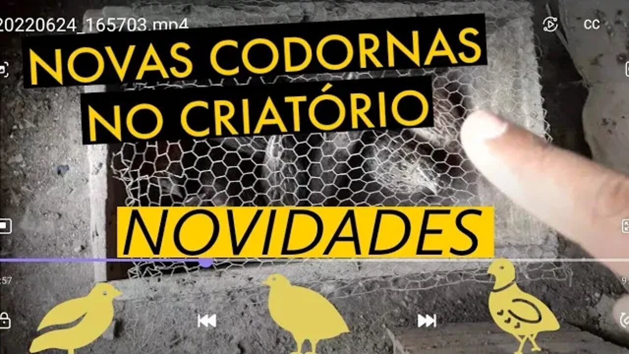 COLOQUEI MAIS CODORNAS NA GAIOLA / QUANTIDADE DE ESTERCO / VIVER DE CODORNA