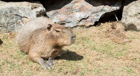 Le Miller zoo : une initiative hors du commun