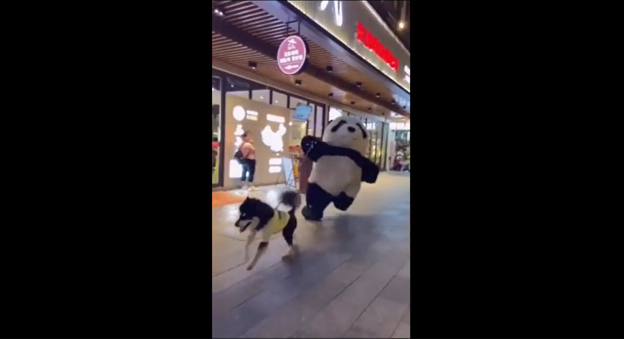 A panda bear walking the dog