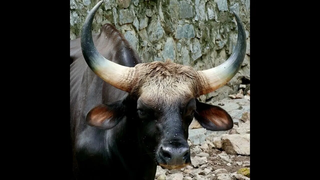 Banteng