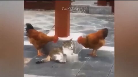 New animals video (2023) cat 🐈 and Dogs 🐕 funny 😁 video