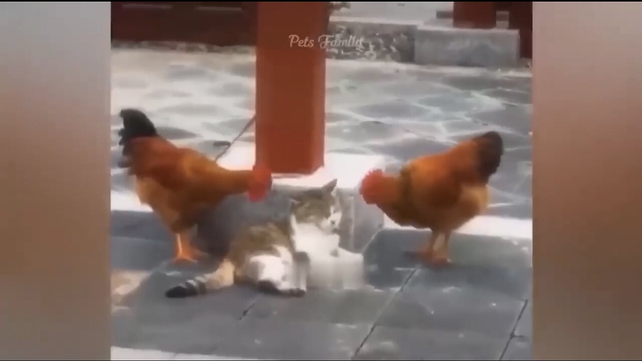 New animals video (2023) cat 🐈 and Dogs 🐕 funny 😁 video