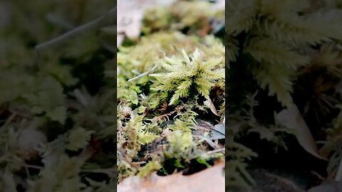 A little NATURE! 😁🌱🌲🌱🌲 #nature #video
