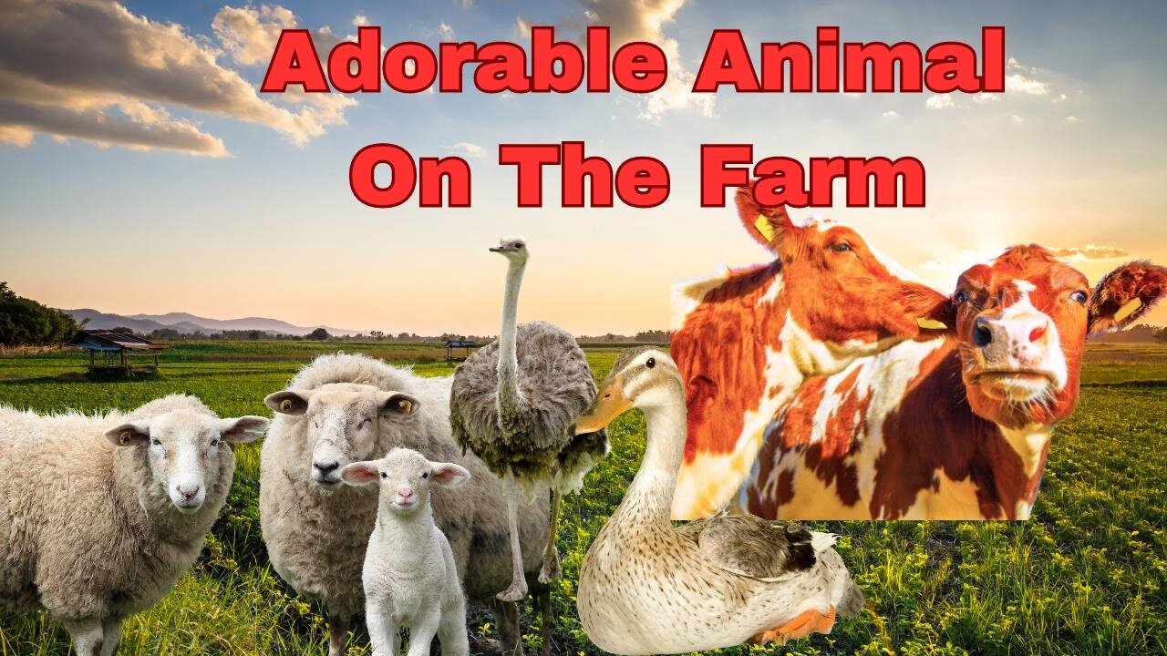 Adorable Animals on the Farm: A Funny Series That Will Entertain You All Day Long