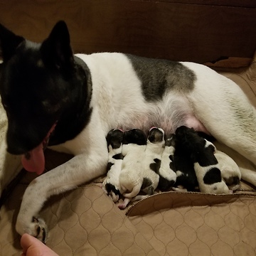 Birth of precious akita pup