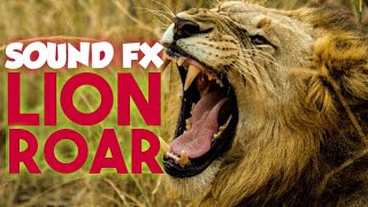 LION ROAR sound effects - all about sOunds