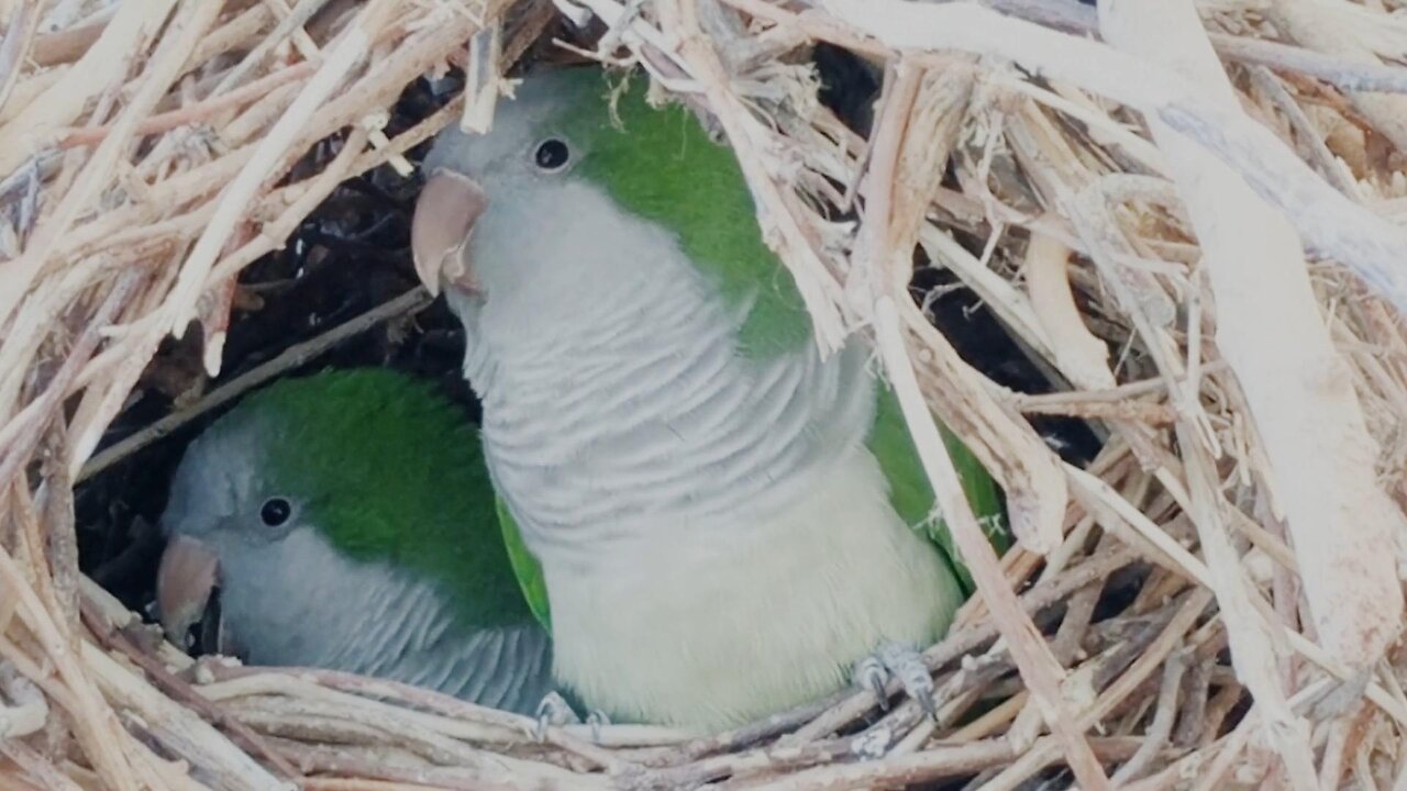 parakeet