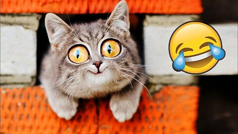 Sweet Cats and Kittens