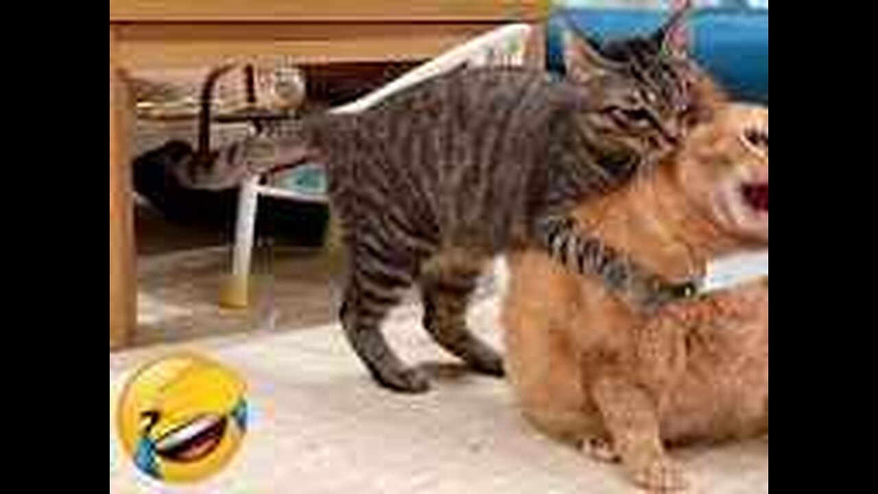 Funny Animal's