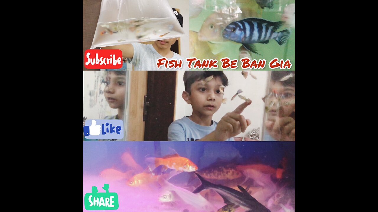 Fish Water Tank Be Ban Gia