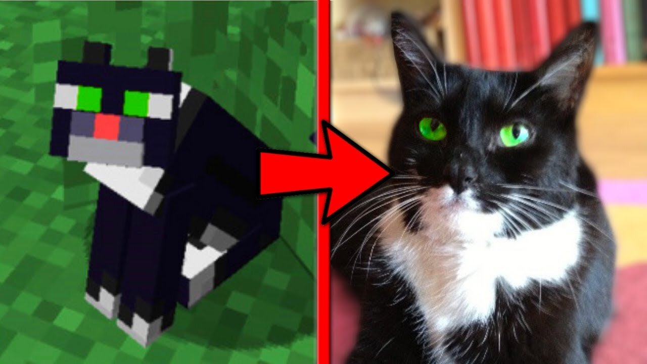 Dr Strange cat