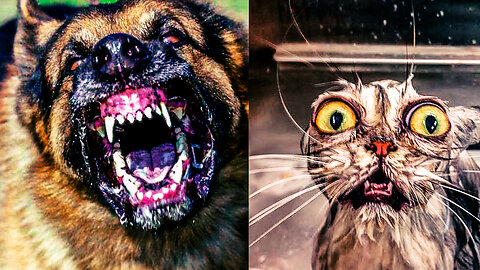 Funniest Cats and Dogs #61