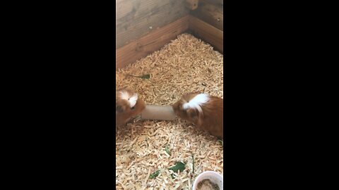 Free toy for Guinea pigs!