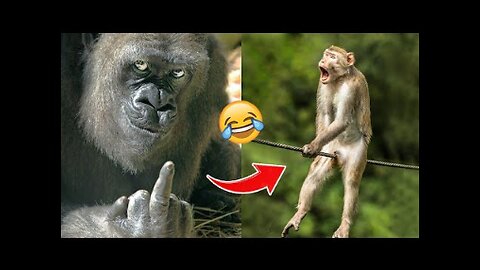 Laugh a Lot With The Funny Moments Of Monkeys 🐵| FUNNY ANIMAL ZONE