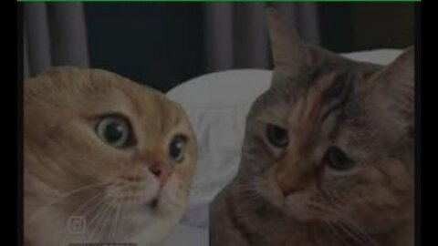 Cats love husband and wife