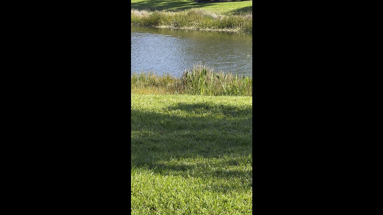 Parched Great Blue Heron grabs drink while Great Egret hunts #GreatBlueHeron #GreatEgret #4K