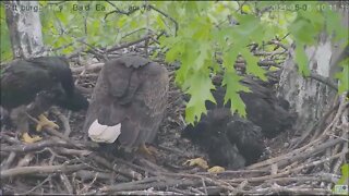 Hays Eaglets triple buffet of Groundhog Squirrel and bird 5.8.21