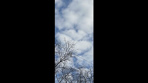 🎼🦁❤️❤️👀❤️❤️🦁🎼