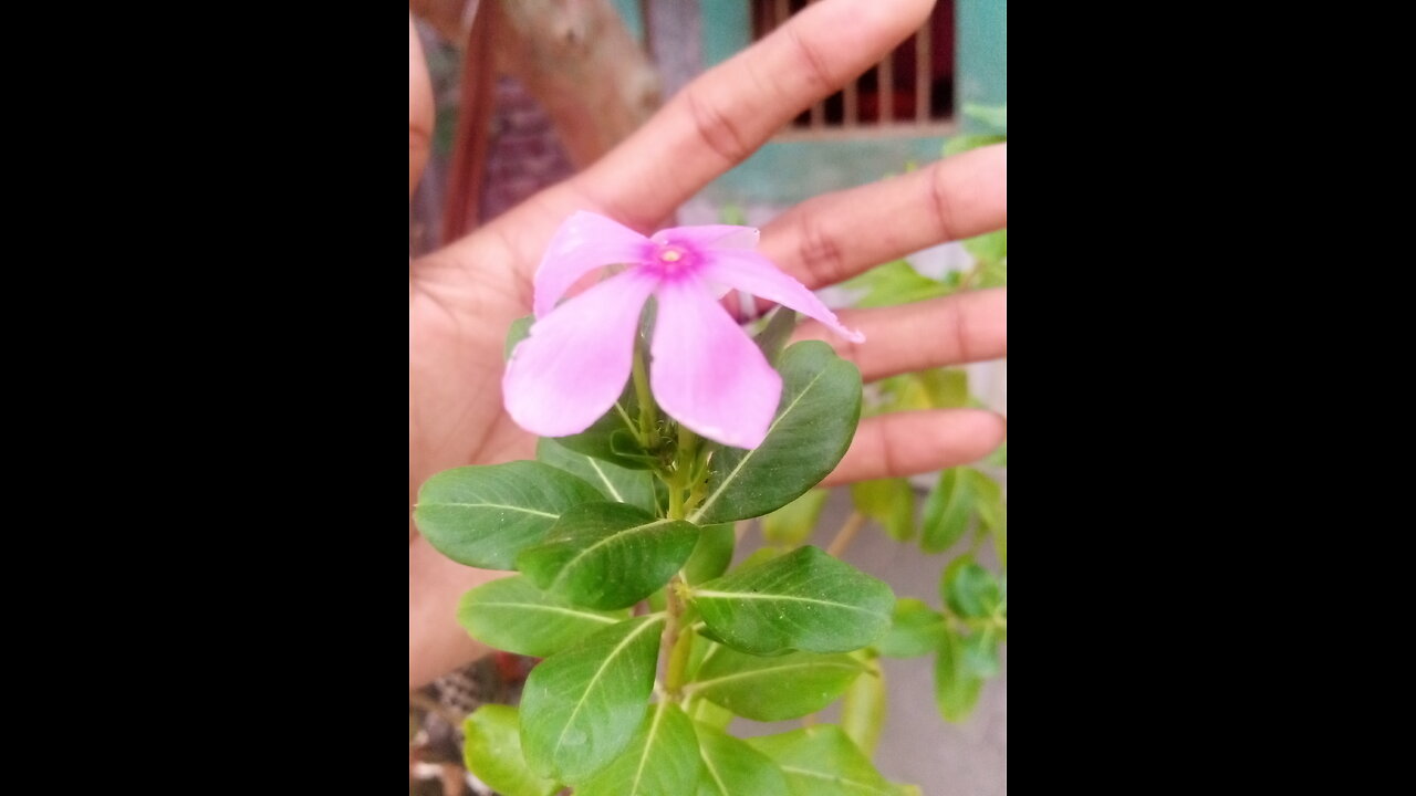 Enjoy the funny video