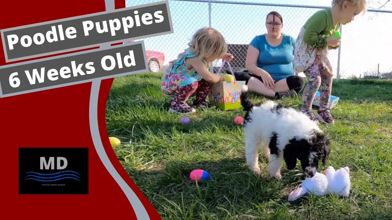 Easter puppies with the twins toddlers