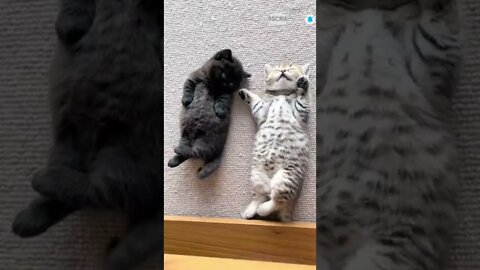 cute cat videos 😹 funny videos 😂 503 😻