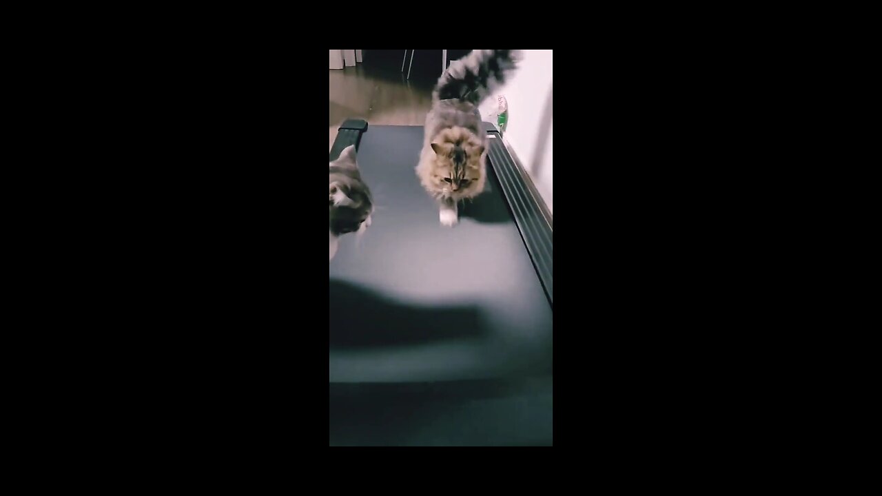 Funny Cats Use Treadmill,Cat vs Treadmill #shorts