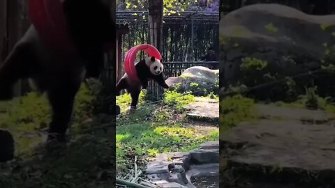 Pandas are super playful and adorable