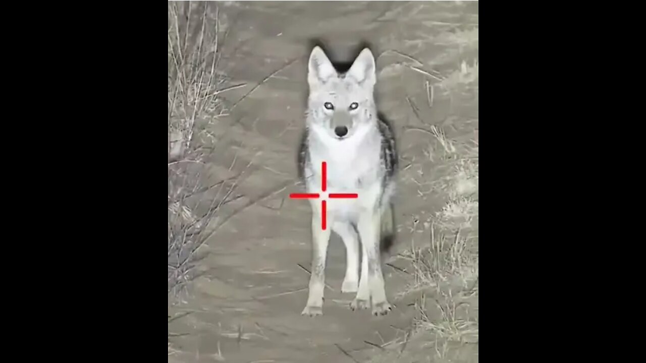 Coyotes Hunting __ Wild Animals Hunting Prt.8 #shorts