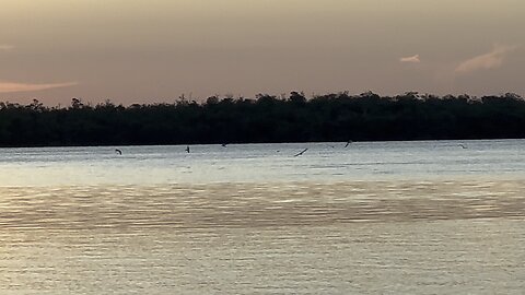 Feeding Frenzy in East Marco Bay at Sunrise