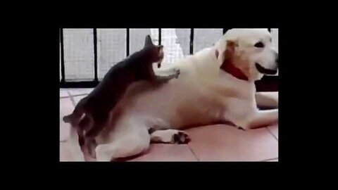 Best funny Animals