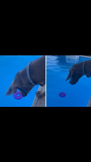 Dog Watches In Despair As Toy Floats Away