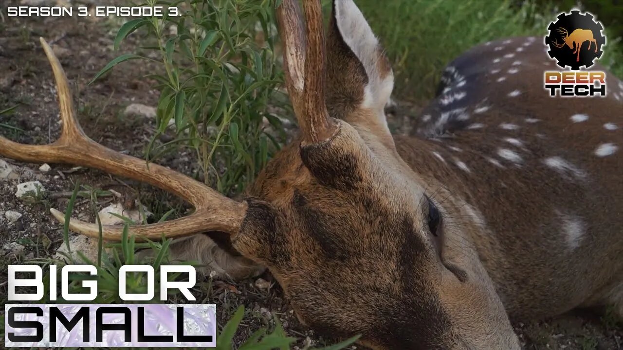 Axis Buck Hunt After a Historic Winter Freeze and Broken Antlers | DeerTech TV