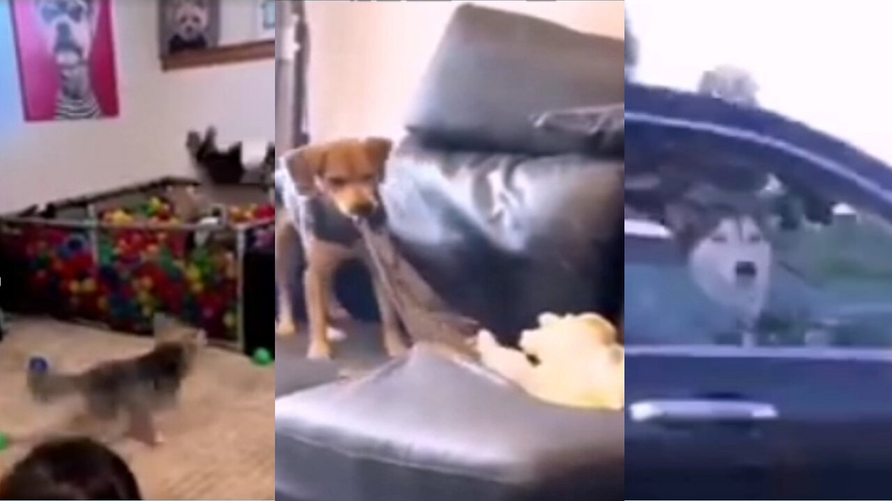 Dogs tease master funny video