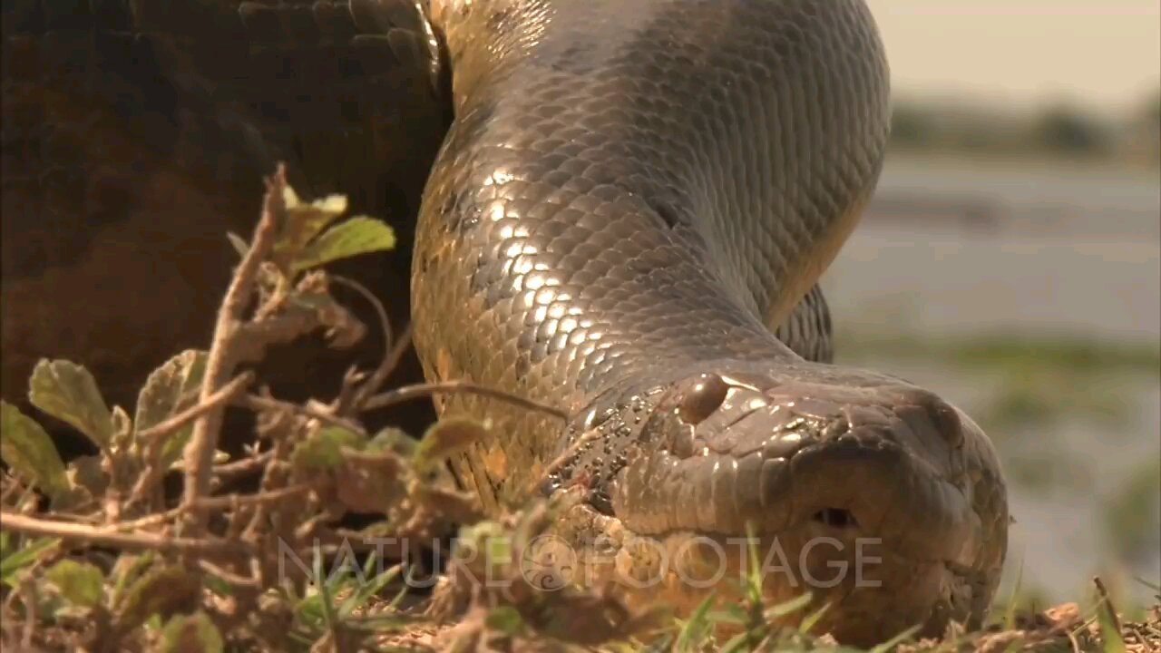 Amazon: crawling Anaconda