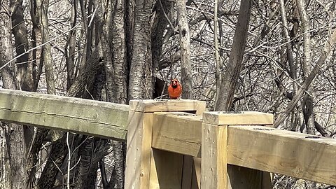 Male Cardinal