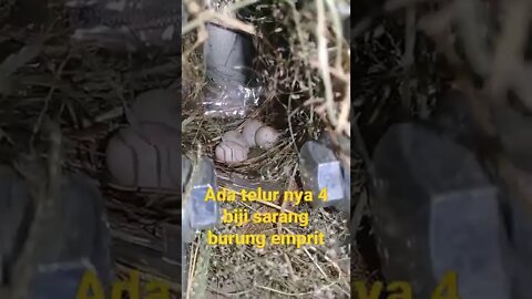 SARANG BURUNG TERMAHAL DI DUNIA ADA TELUR NYA 4 BIJI,#short