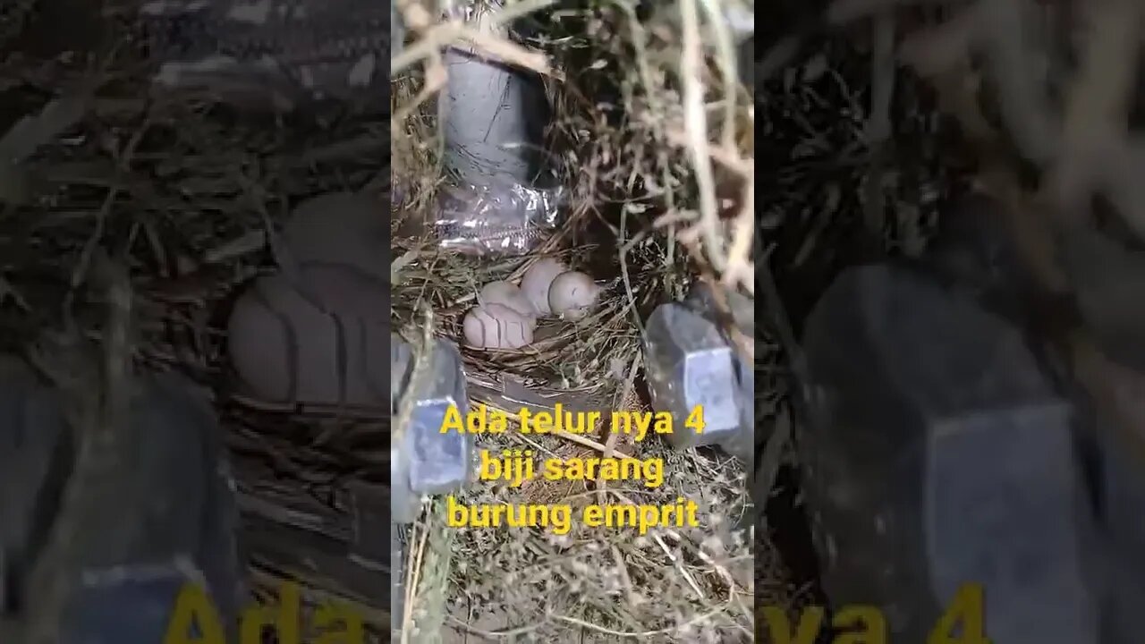 SARANG BURUNG TERMAHAL DI DUNIA ADA TELUR NYA 4 BIJI,#short