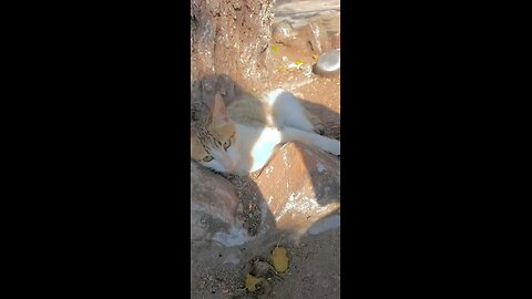 Cat rescued