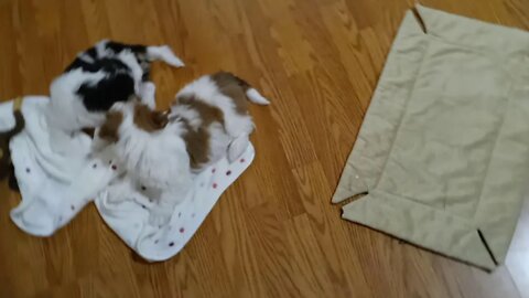 K Litter - Days Away From Going Home(1)