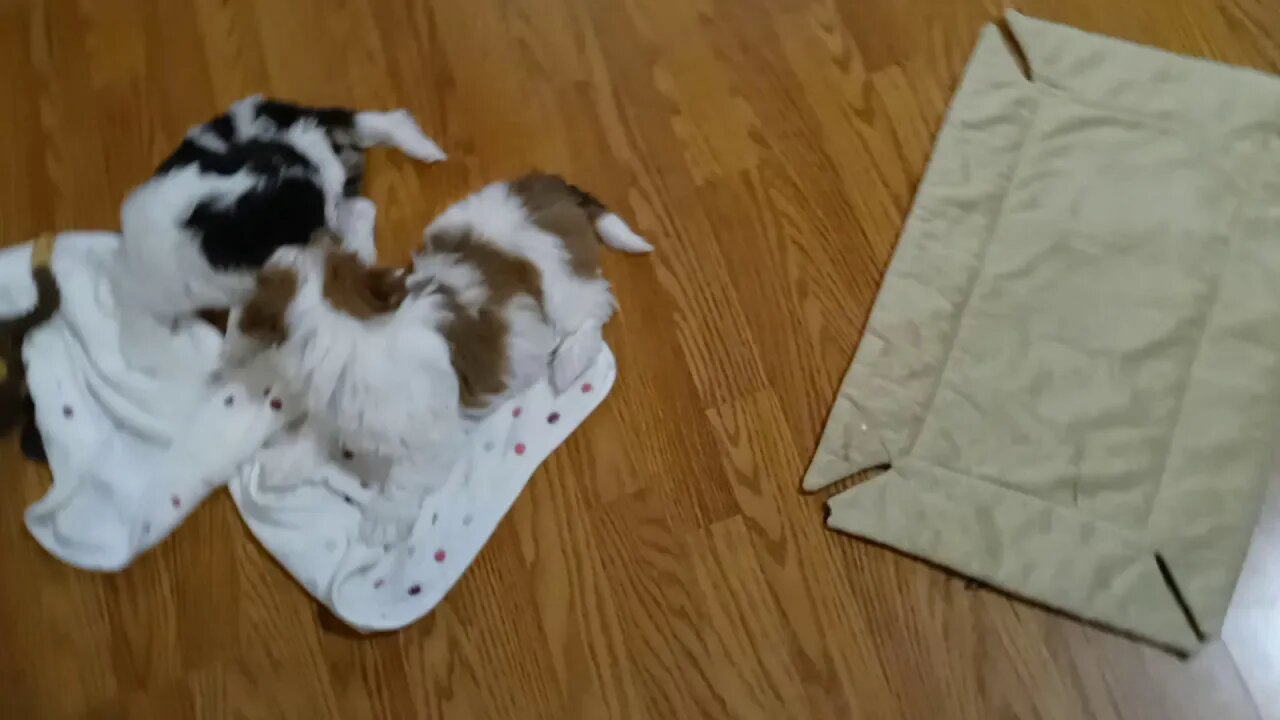 K Litter - Days Away From Going Home(1)