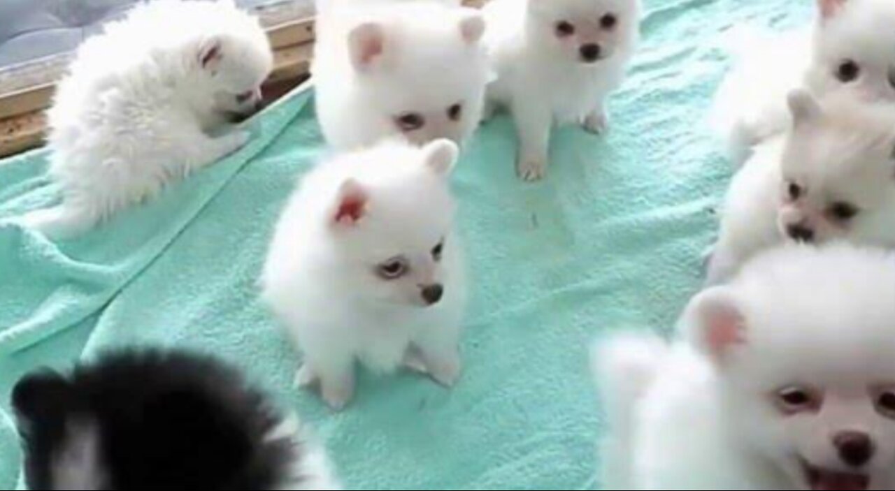 Cutes dogs | Cutest dog in the world | Cute dogs clips 2023