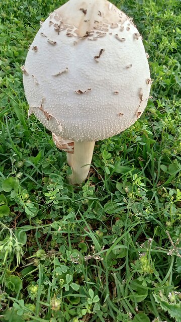 Chicken hides from hawk inside a Sukkah