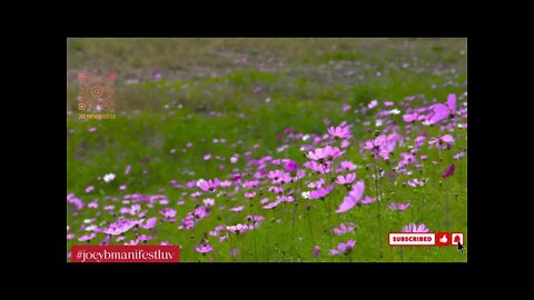 #joeybmanifestluv