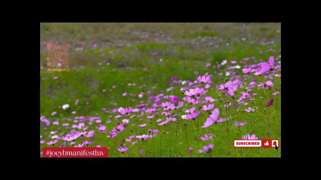 #joeybmanifestluv